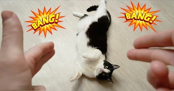 Adorable Cat Plays Dead After Being Shot With Finger Gun!