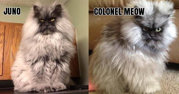 Meet Juno! BUT WAIT! This Cat Reminds Us Of – Colonel Meow!!!!!