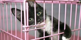 San Francisco Passes Law Forcing All Pet Shops to Sell Only Rescue Dogs and Cats!