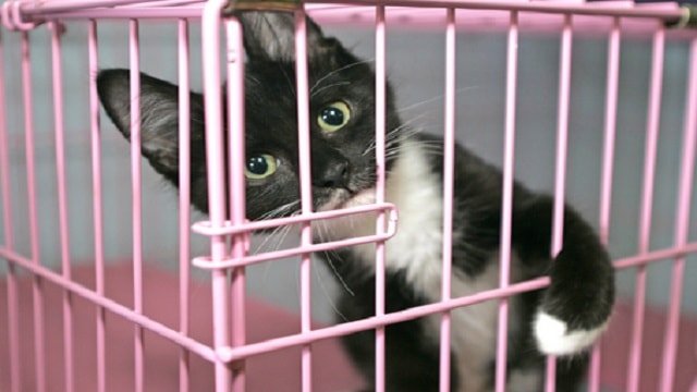 San Francisco Passes Law Forcing All Pet Shops to Sell Only Rescue Dogs and Cats!