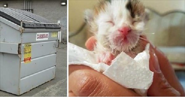 Woman Hears Kitten Crying In Dumpster, Then Vet Reveals ‘He’ Is Extremely Rare!