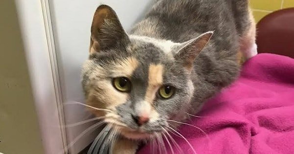 Cat Dumped At Shelter. The Reason Why Will Break Your Heart!