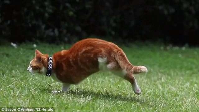 Incredible 2-legged Cat ‘Super Simon’ Can Still Run Despite Losing Both Left Legs