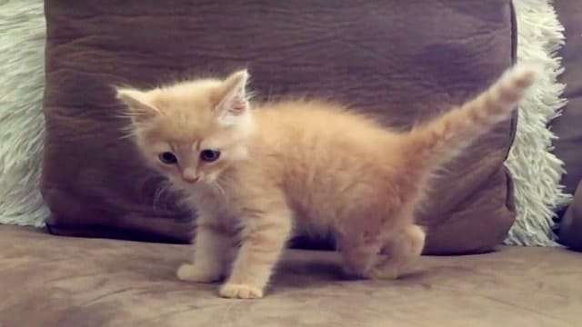 Rescued Ginger Kitten With One Missing Foot Gets …