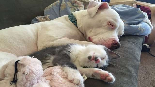 Rescue Pit Bull With Horrific Past Becomes Mom To 20 Foster Kittens!