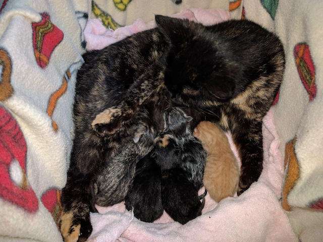 bobtail calico tabby