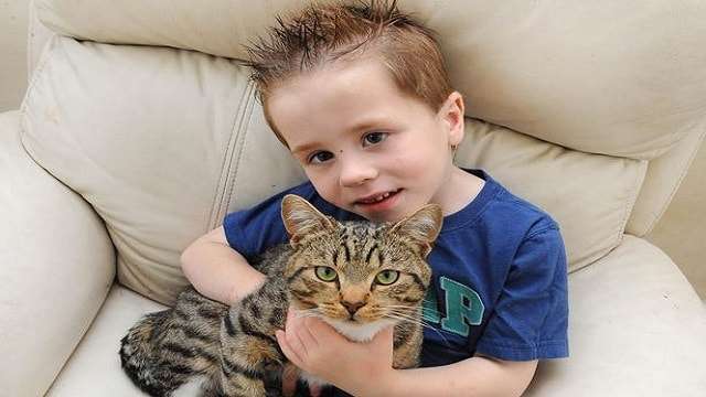 Hero Cat Defends 5-year-old Boy From Group Of …