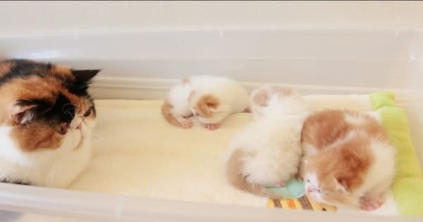 Sweet Conversation Between This Mama Cat & Her Tiny Fluffy Kittens – Will Melt Your Heart