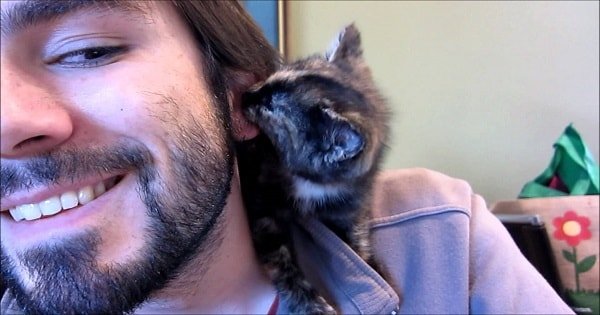 Tiny Kitten Just Loves To Give Her Human Lots of Kisses! HOW CUTE!