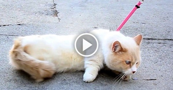 People ‘Trying’ To Walk Their Cats! NEVER A Good Idea