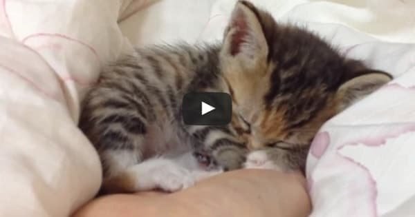 Itty Bitty Kittens Sleeping in Hands ‘Compilation’!