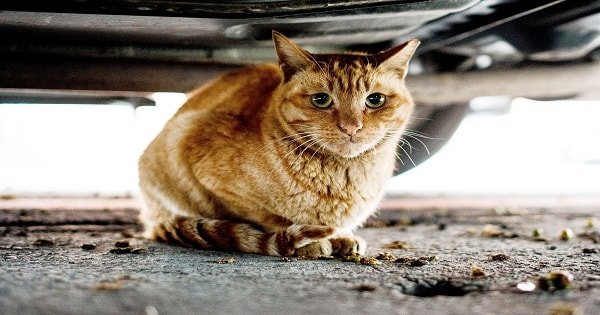 Cat Survives 400-Mile Journey Inside Owner’s Tractor-Trailer Undercarriage!