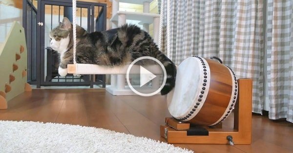 Maru The Cat And His Drum-Playing Skills!