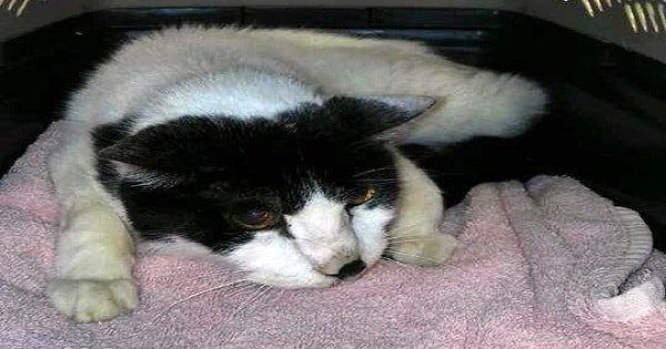 20-Year-Old Cat ‘Dumped at Shelter,’ But Thankfully, Finds …