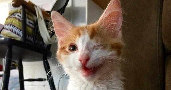 This One-eyed Kitty Has A Special Talent – Check It Out!