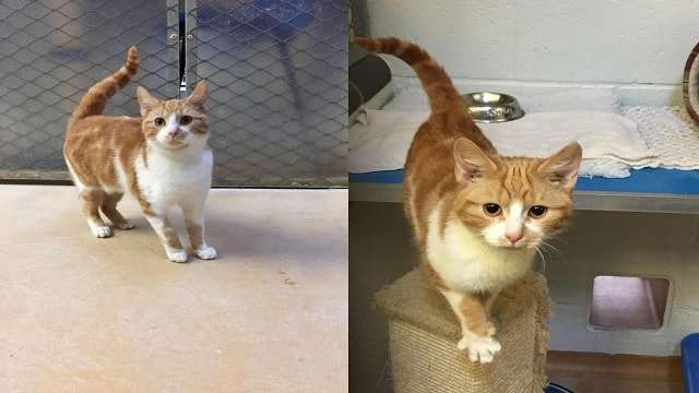 Stray Kitten Stuns Animals Shelter When It Turns Out To Be …