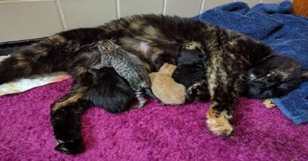 Bobtail Calico Cat Gives Birth To Very Special Litter Of Kittens