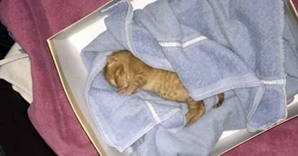 Man Heard Cries For Help, Discovered Orphaned Kitten Abandoned In A Garbage Bin