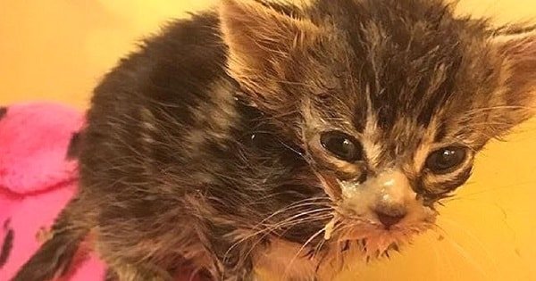 This Tiny Kitten Weighed Less Than A Pound When She Was Discovered Dumped In A Trash Bin