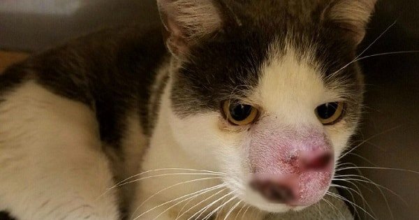 Cat With Terrible Infection Begged For Help But No One Listened Until …
