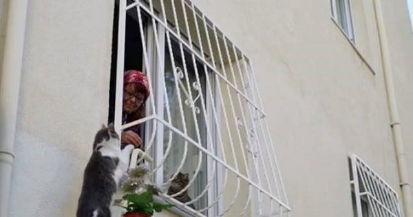 Woman Built Something to Help Local Kitties Escape the Cold!