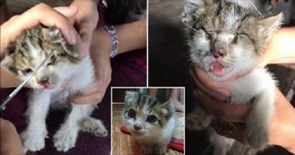 One-month-old Kitten Is Rescued After Thugs Sewed Her Eyes