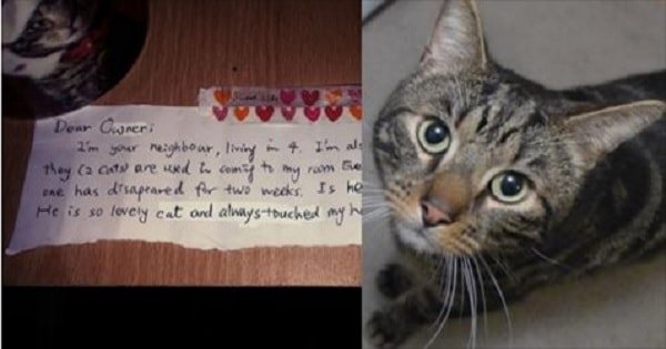 Man Mourning His Kitty Receives Touching Letter From a Stranger Who Also …