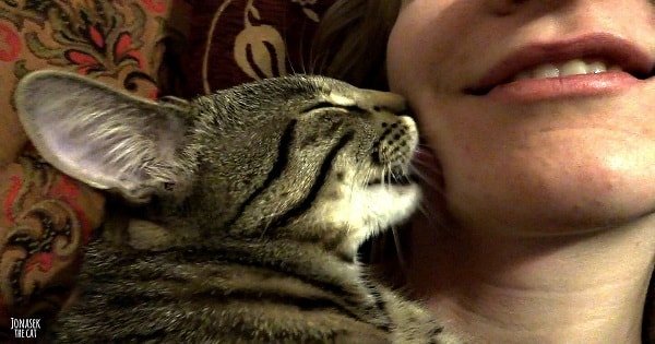 The Cat Who Simply Won’t Stop Cuddling – No Matter What