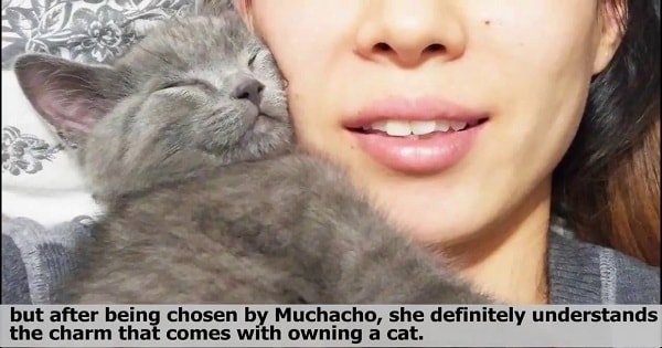 This Compassionate Kitty Comforts Her When She Is Sick And Simply Won’t Stop …
