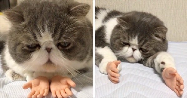 Cat With Prosthetic Human Hands Goes Viral, But We Honestly Have No ….