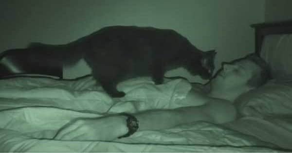 So, Do You Let Your Cats Sleep on the Bed?