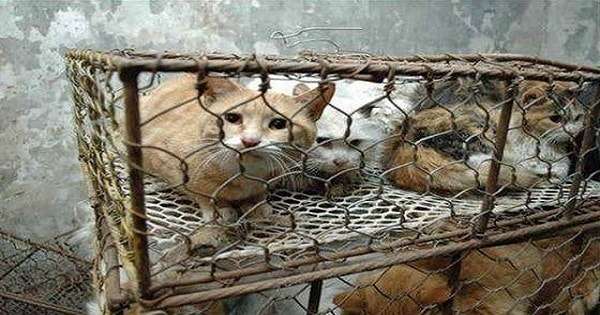 Taiwan Officially Bans The Eating Of Cat and Dog …