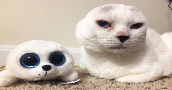 Cat Lovers Are Completely Losing It Over This Rescued Cat With No Ears