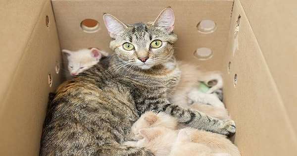 Loving Surrogate Super-Mom Cat Takes Care of Three Litters of Kittens at Once