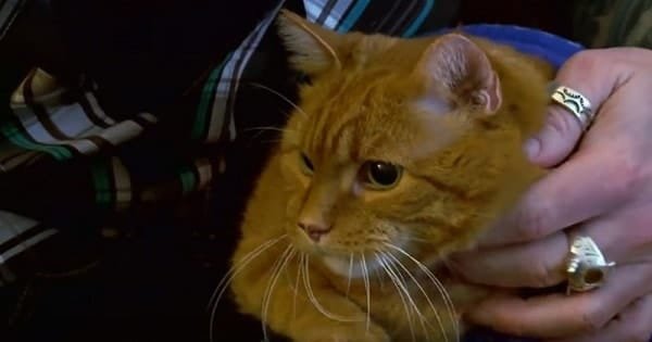 Hero Cat Saves His Human From A Fire