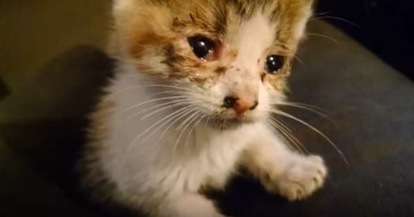 Biker Rescues Frightened Kitten on Super Busy Highway – Then Goes One Step Further And …
