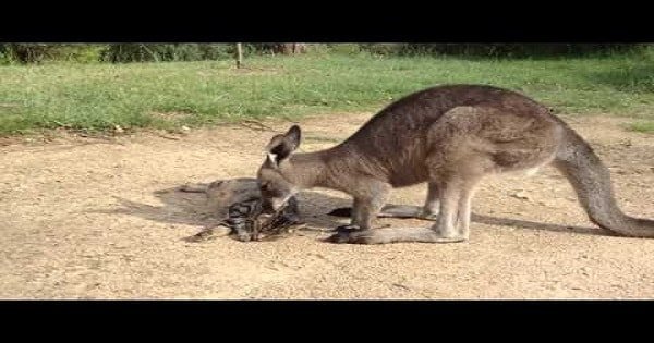 Friendly Kangaroo Tries to Befriend a Cute Cat