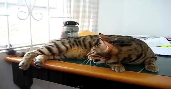 Bengal Cat Chattering at the Bird
