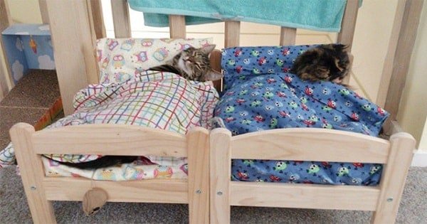 Shelter Cats Curl Up on Donated IKEA Beds – Watch The Adorable Clip