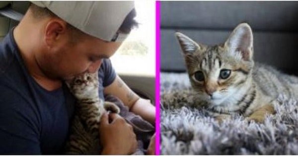Tiny Kitten Gets Adopted, But Look Just How Happy He Is After Realizing He’s Going To …