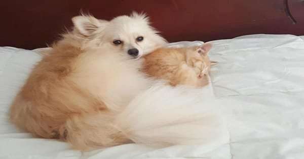 This Rescue Kitten Gets Adopted by the Family Dog – And Now …