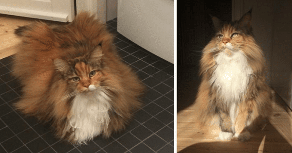 This Gorgeous Maine Coon Cat Has The Fluffiest Fur You’ll Ever See