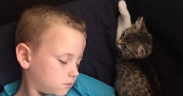 3-Week-Old Kitten Spots A Distressed Boy And Becomes His Guardian Angel For Life