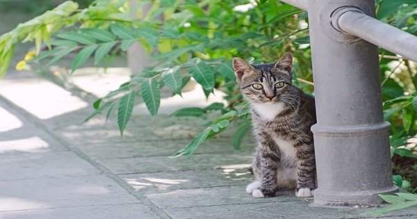 PETITION: YOUR Action Is Needed To Help End the Killing of Feral Cats and Kittens