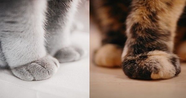 This Gallery Of Cute Fuzzy Kitty Paws Is All You Need To See Today