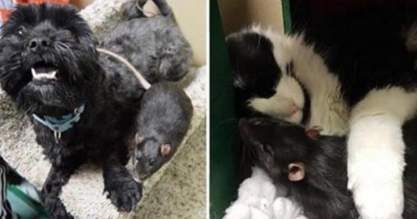 Dog, Cat And Rat Who Tightly Bonded At A Shelter Could Not Stand To …