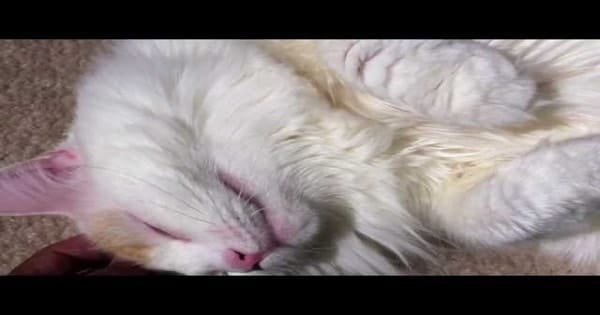 Fluffy Kitty Welcomes Human Home Like This Everyday