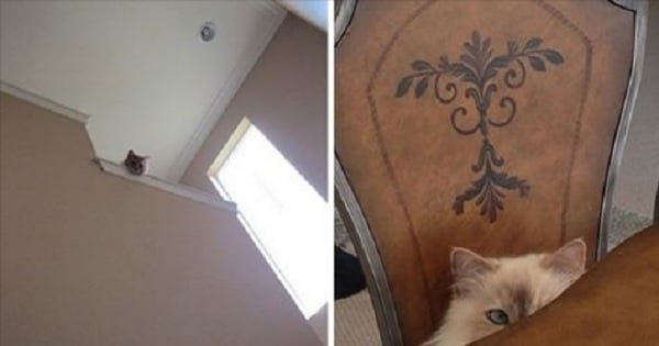 21 Pictures Proving That All Cats Are Actually – Secret Agents