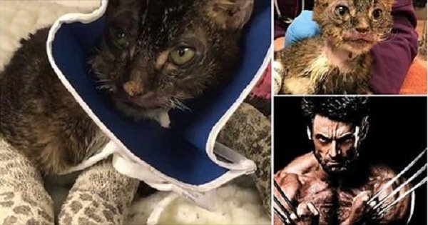 Cat Who Nearly Burned To Death Is Renamed After Hugh Jackman – BUT WHY?