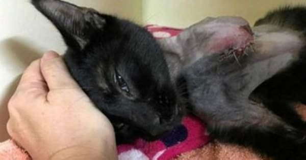 Poor Cat Hung By The Neck Had To Break His Own Leg To Escape Death